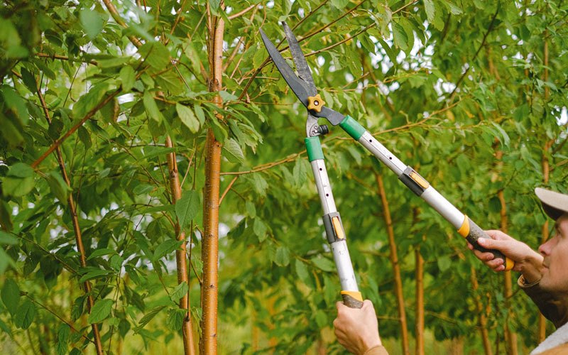 Tree trimming in Manchester, MI