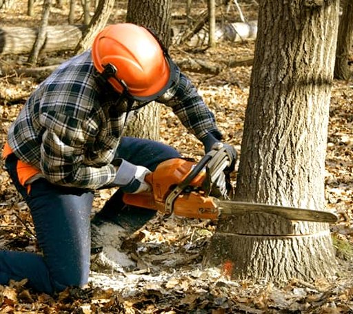 Tree Removal in Manchester, MI